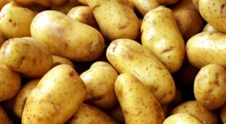 السلطة السورية توقف تصدير البطاطا لمدة 3 أشهر